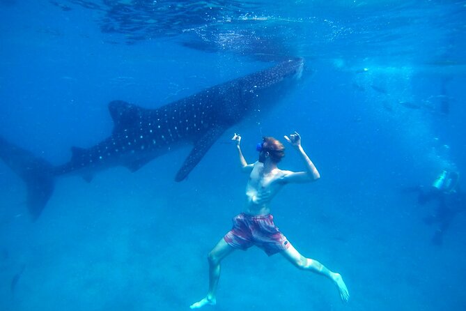 Oslob Whale Shark & Moalboal Sardines & Turtle Private Tour - Tour Highlights