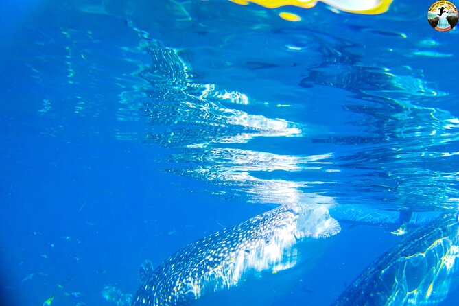 Oslob Whale Shark Swimming and Kawasan Falls Swimming Tour - Whale Shark Encounter