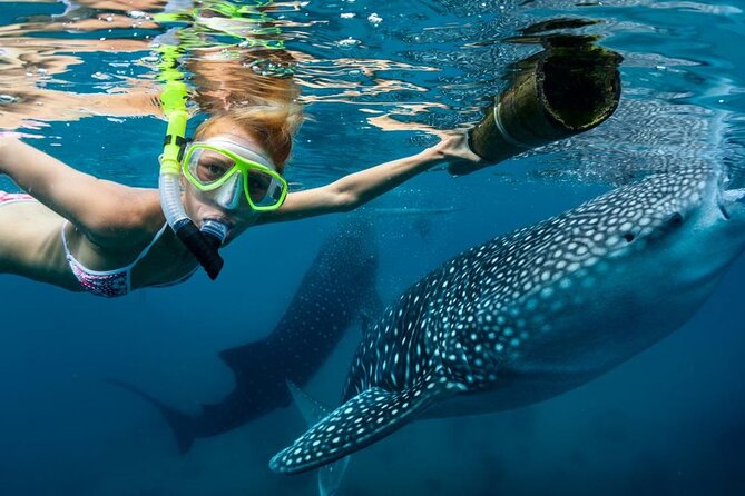 Oslob Whale Sharks, Tumalog Falls & Moalboal Sardines Snorkeling - Overview of the Tour