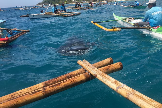 Oslob Whalesharks W/ Tumalog Falls & Kawasan Main Falls - Tour Details