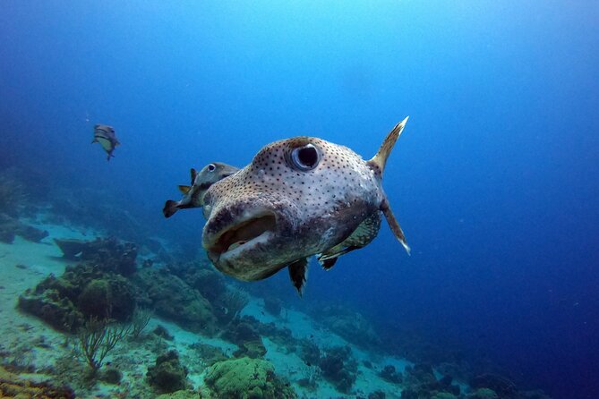 PADI Discover Scuba Dive - Cancellation Policy