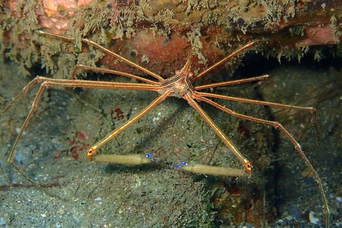 PADI Discover Scuba Diving at Champagne Reef Dominica - Logistics