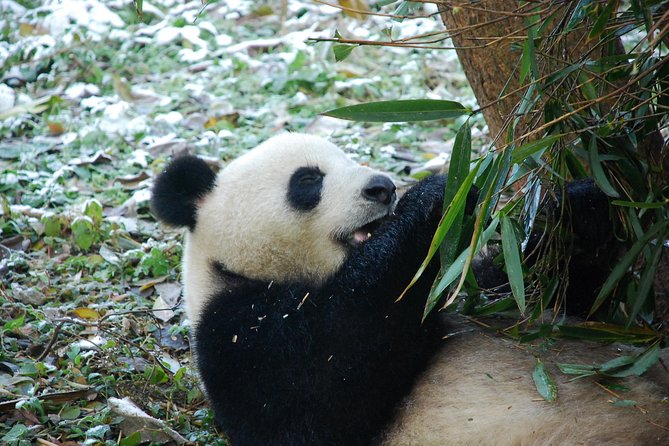 Panda and Cultural Chengdu 1 Day Tour - Tour Highlights