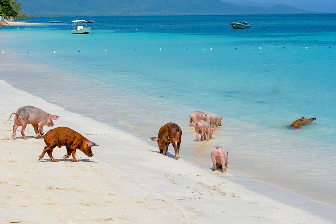 Paradise and Pigs Full Day Excursion From Puerto Plata With Lunch - Excursion Highlights