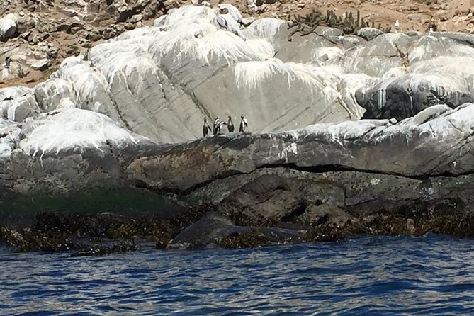 Penguins Watching Navigation Cachagua Island& Lunch From SANTIAGO - Traveler Reviews and Highlights