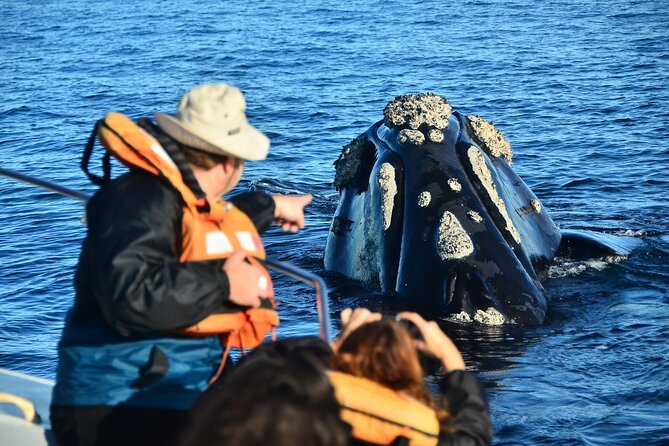 Peninsula Valdes Tour From Puerto Madryn With Optional Whale Watching - Customer Reviews and Feedback