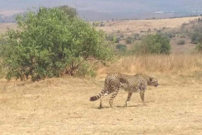 Pilanesberg and Sun City Tour - Traveler Reviews