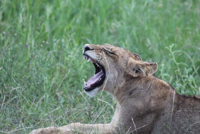 Pilanesberg Full Day Safari Experience - Guided Game Drives and Bush Walks