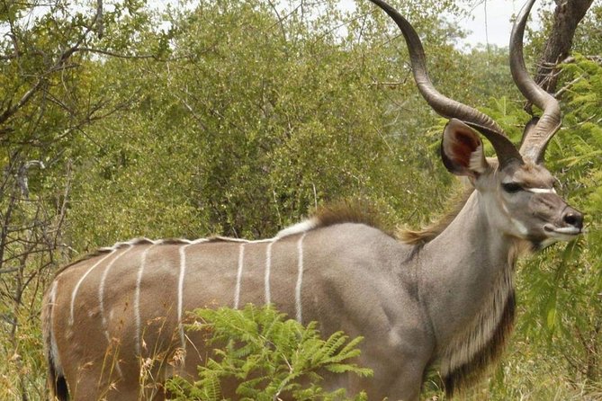 Pilanesberg Full Day Safari Private - Reviews and Ratings From Customers