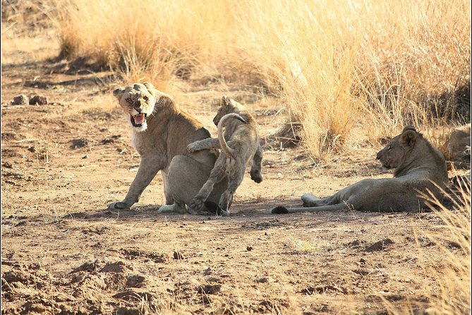 Pilanesberg Game Reserve 6 Hour Sunrise Safari From Johannesburg or Pretoria - Pricing and Booking Details