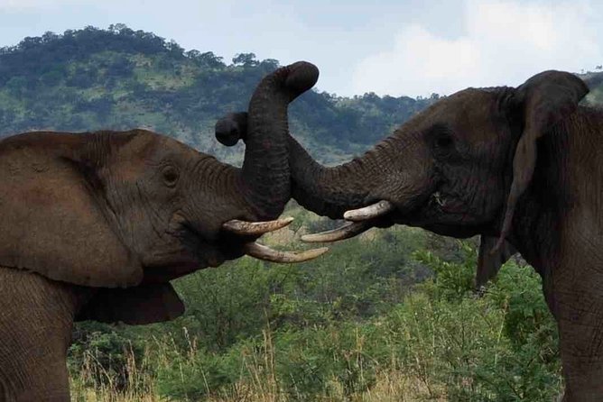 Pilanesberg Game Reserve and Sun City Entertainment Tour - Tour Highlights