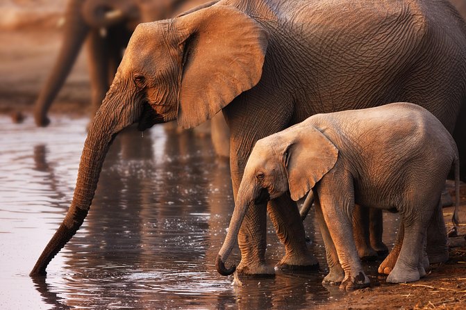 Pilanesberg Game Reserve Safari and Sun City Day Trip From Johannesburg - Overview and Logistics