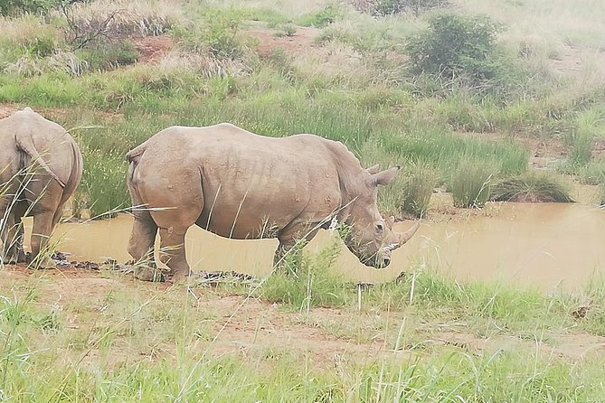 Pilanesberg & Lion & Safari Park - Location and Overview