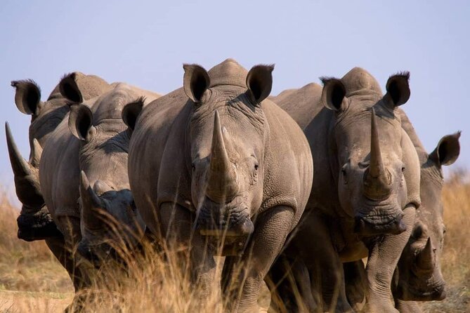 Pilanesberg National Park Full Day Guided Tour( Safari Experience) - Inclusions and Exclusions