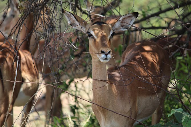 Pilanesberg National Park Full Day Safari From Johannesburg - Safari Options and Experiences