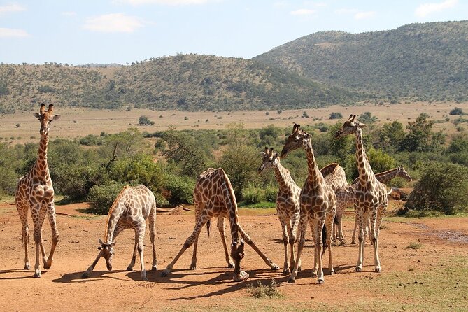 Pilanesberg National Park Full Day Safari Shared Tour From Johannesburg - Itinerary Overview