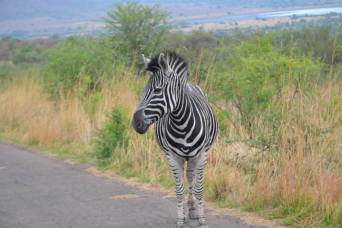 Pilanesberg National Park Full-Day Tour From Johannesburg - Wildlife Encounter
