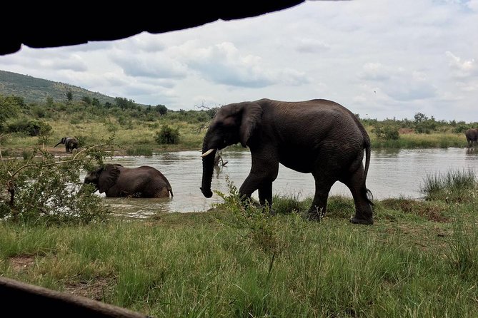 Pilanesberg National Park One-Day Safari From Johannesburg - Safari Tour Highlights