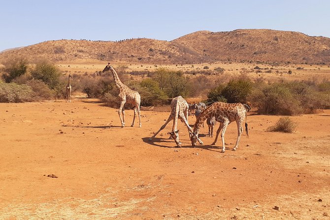 Pilanesberg National Park & Sun City Tour - Parks Flora and Fauna