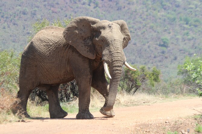 Pilanesberg Nature Reserve - Overview and Activities