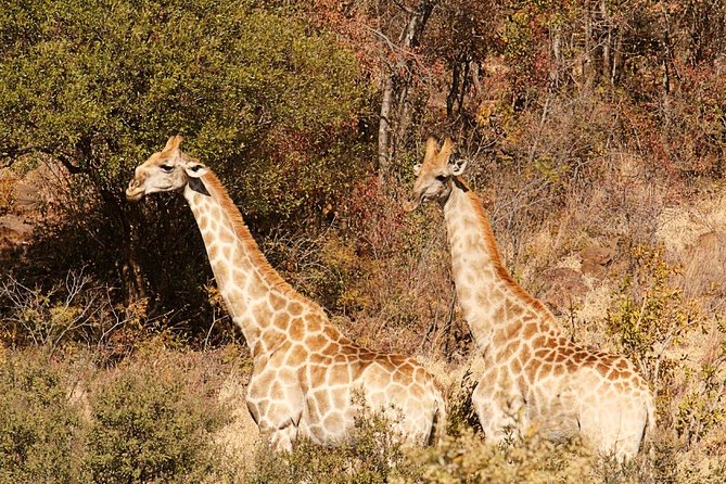 Pillanesburg National Park 2 Days 1 Night Magical Safari - Park Overview