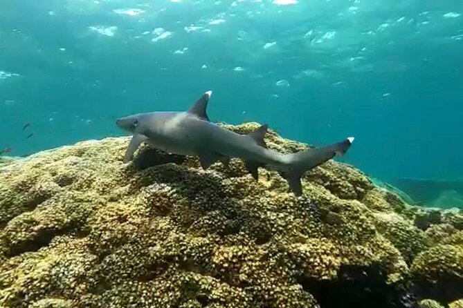 Playa Venao: Island Snorkeling Tour - Tour Inclusions