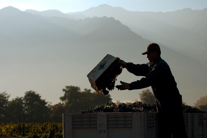 Premium Wine Tour at Viña Cousiño Macul, Spanish Official - Overview and Experience