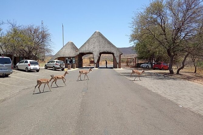 Pretoria Private Full-Day Pilanesberg Open-Vehicle Safari - Wildlife Viewing Opportunities