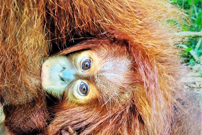 Private 2-Day Jungle Trek With Rafting & Overnight in Camp  - Medan - Tour Details