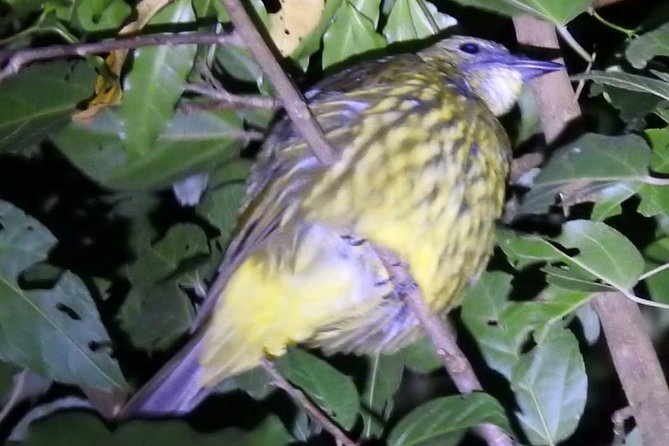 Private 2-Hour Evening Forest Walk, Monteverde (Feb ) - Experience the Vibrant Night Forest