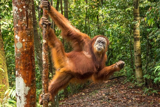 Private 3-Day Jungle Trek With Rafting & Camp Accommodation  - Medan - Overview and Itinerary