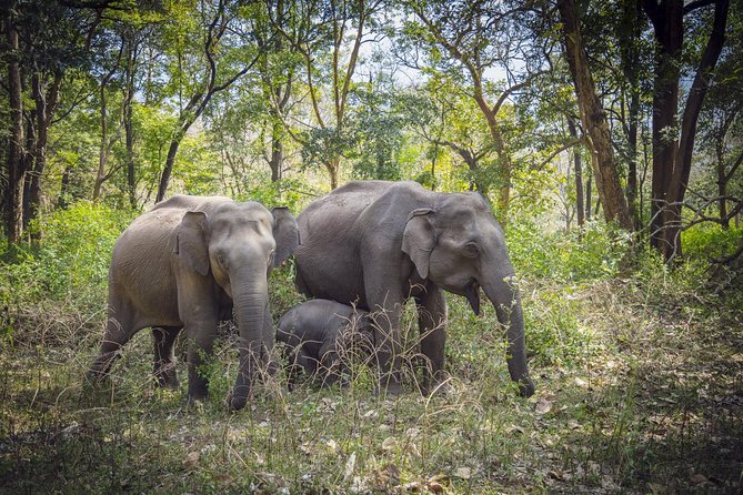 Private 3-Day Safari Tour: Bangalore-Nagarhole National Park (Feb ) - Tour Pricing and Booking Information