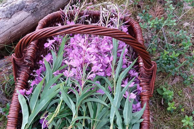Private 3-Hour Wildfoods Walk in the Forest  - Finland - Activity Details