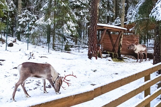PRIVATE Adventure To The REINDEER Park by VIP Car - Overview and Tour Details