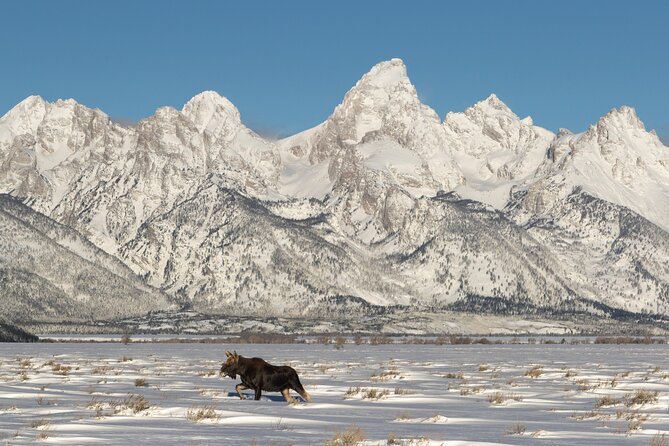 Private All-Day Winter Tour of Grand Teton National Park - Overview of the Private All-Day Winter Tour