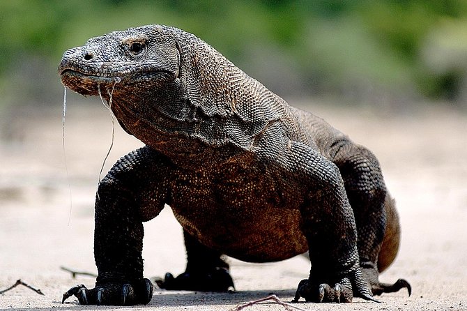 Private Boat Trip Komodo 2 or More Person for 3 Days 2 Nights, Kelor, Rinca... - Overview and Itinerary