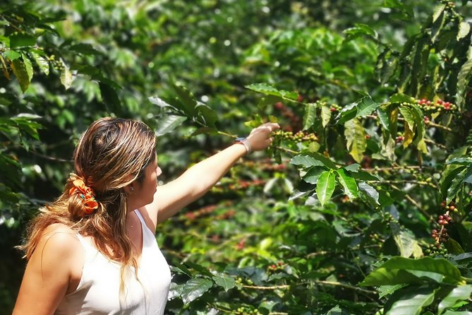 Private City Tour in Bucaramanga and Artisanal Coffee Tasting - City Tour Itinerary