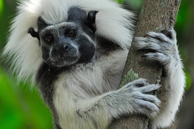 Private Cotton-Top Tamarin Adventure Tour - Tour Pricing and Variations