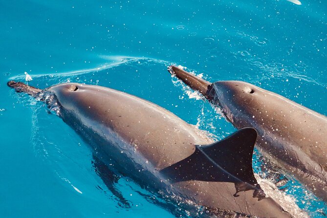 Private Cruise Swim With Dolphin - Booking Confirmation