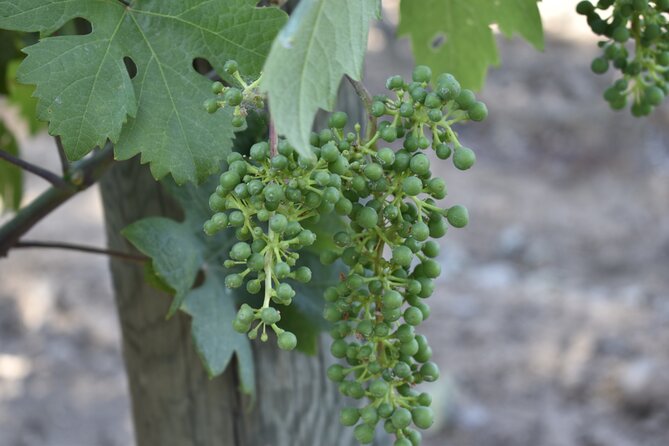 Private, Customized Napa Valley Wine Tasting Tour 10 Passenger - Tour Pricing and Lowest Price Guarantee