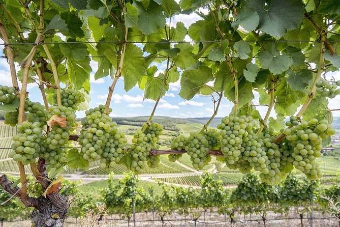 Private, Customized Sonoma Valley Wine Tour - Tour Highlights