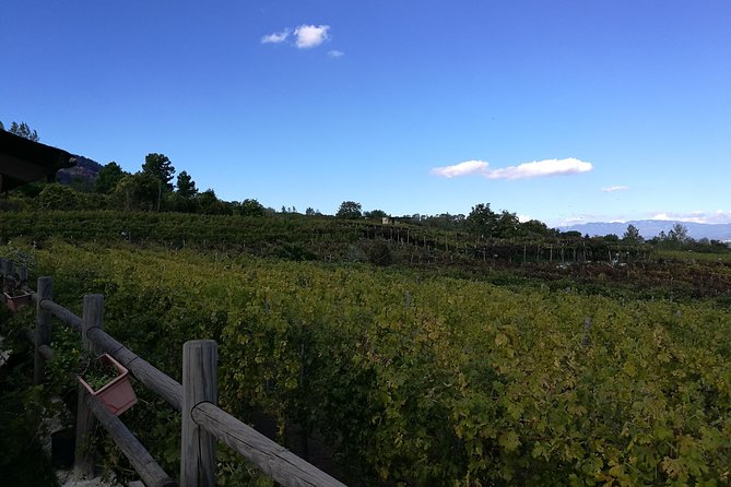 Private Day Tour: Herculaneum and Wine Tasting - Tour Highlights