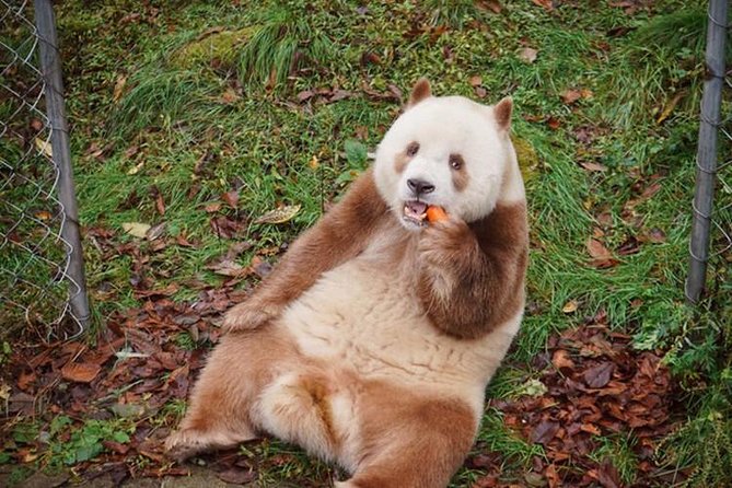 Private Day Tour: Xian Panda（QI ZAI）and City Highlights - Tour Overview
