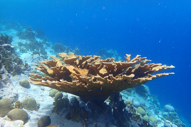 Private Dive Boat Charter in the Marine Park , up to 7 Divers! - End of Activity
