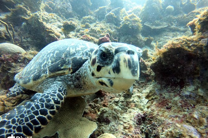 Private Full Day Guided Snorkeling or Diving Charter in St Thomas - Overview