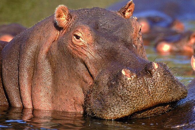 Private Full Day Kruger National Park Safari Tour From Hazyview - Tour Location and Duration
