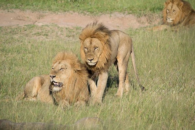 Private Full Day Safari L Kruger National Park From Hazyview or Skukuza - Safari Highlights