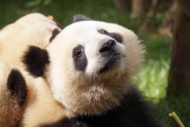 Private Full-Day Tour: Chengdu City Highlights - Tour Itinerary Highlights
