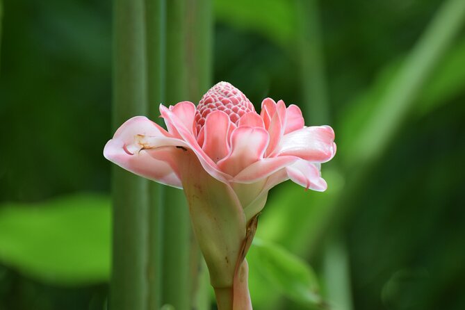 Private Glorious Gardens of Barbados - Inclusions and Benefits of the Tour