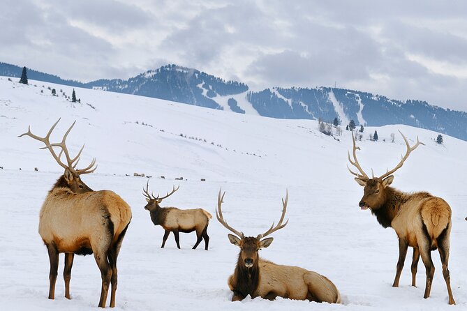 PRIVATE Grand Teton Wildlife Safari, Elk Refuge Sleigh Ride & Lunch - Wildlife Spotting Opportunities